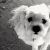 kim j - Review for Pet Hosting in Australia