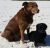 jules g - Review for Pet Hosting in Australia