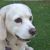 Kirsten S - Review for Pet Hosting in Australia
