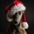 Joanne W - Review for Pet Hosting in Australia