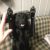 Kristy M - Review for Pet Hosting in Australia