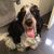 David B - Review for Pet Hosting in Australia