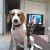 Jan H - Review for Pet Hosting in Australia