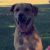 Rocky T - Review for Pet Hosting in Australia