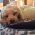 Danielle M - Review for Pet Hosting in Australia