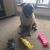 Jackson M - Review for Pet Hosting in Australia