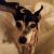 Yasmin H - Review for Pet Hosting in Australia
