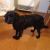 Zoe A - Review for Pet Hosting in Australia