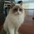 Kim L - Review for Pet Hosting in Australia