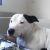 Brent J - Review for Pet Hosting in Australia