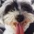 Susan O - Review for Pet Hosting in Australia
