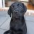 Samantha W - Review for Pet Hosting in Australia