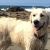 Jennifer S - Review for Pet Hosting in Australia