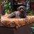 Stacey C - Review for Pet Hosting in Australia
