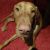 Madeleine R - Review for Pet Hosting in Australia