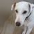 Linda H - Review for Pet Hosting in Australia