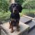 Lauren I - Review for Pet Hosting in Australia
