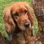 Jill K - Review for Pet Hosting in Australia