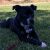 Ellen B - Review for Pet Hosting in Australia