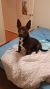 Claudia R - Review for Pet Hosting in Australia