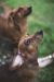 Simone C - Review for Pet Hosting in Australia