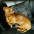 Michelle M - Review for Pet Hosting in Australia