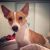 Nico U - Review for Pet Hosting in Australia