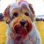 David L - Review for Pet Hosting in Australia