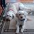 Rodney H - Review for Pet Hosting in Australia