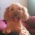 Jenni R - Review for Pet Hosting in Australia