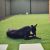Sharon Y - Review for Pet Hosting in Australia