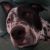 Mark H - Review for Pet Hosting in Australia