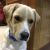 Selva K - Review for Pet Hosting in Australia