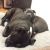 Ben E - Review for Pet Hosting in Australia