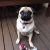 Catherine P - Review for Pet Hosting in Australia