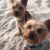 Karli G - Review for Pet Hosting in Australia