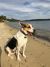 Jeannette S - Review for Pet Hosting in Australia
