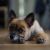 Roselle D - Review for Pet Hosting in Australia