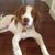 Laura P - Review for Pet Hosting in Australia