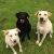 Michelle R - Review for Pet Hosting in Australia