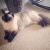 Ian M - Review for Pet Hosting in Australia
