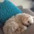 Kelly M - Review for Pet Hosting in Australia