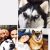 Harshika R - Review for Pet Hosting in Australia
