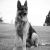 Vibitha F - Review for Pet Hosting in Australia