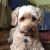Janine M - Review for Pet Hosting in Australia