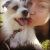 Alysha L - Review for Pet Hosting in Australia