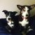 Bianca C - Review for Pet Hosting in Australia