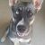 Tristen P - Review for Pet Hosting in Australia