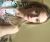 Amy W - Review for Pet Hosting in Australia