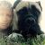 Rochelle P - Review for Pet Hosting in Australia
